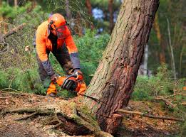 Seasonal Cleanup in Goose Creek Village, VA